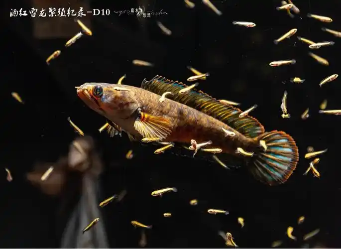 酒红雷龙繁殖满月纪录