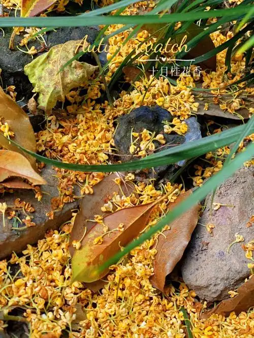 桂花的味道像是思念的感觉