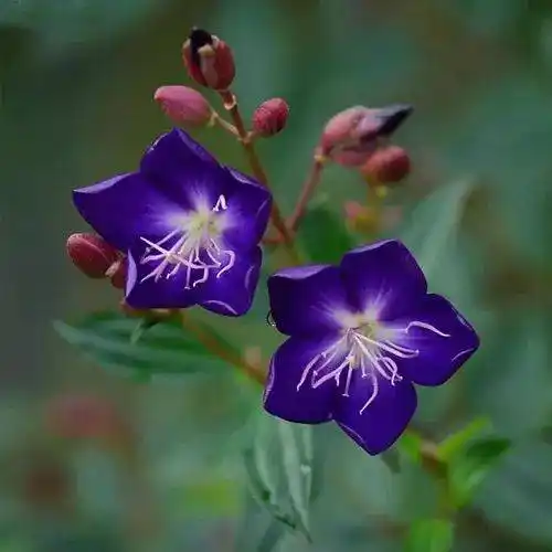 好运连连吉祥花朵微信头像