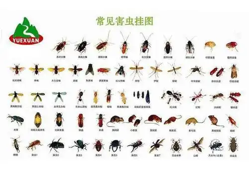 蟑螂的活动或扩散 (1)夜间活动规律:德国小蠊一般从19点开始活动,20点