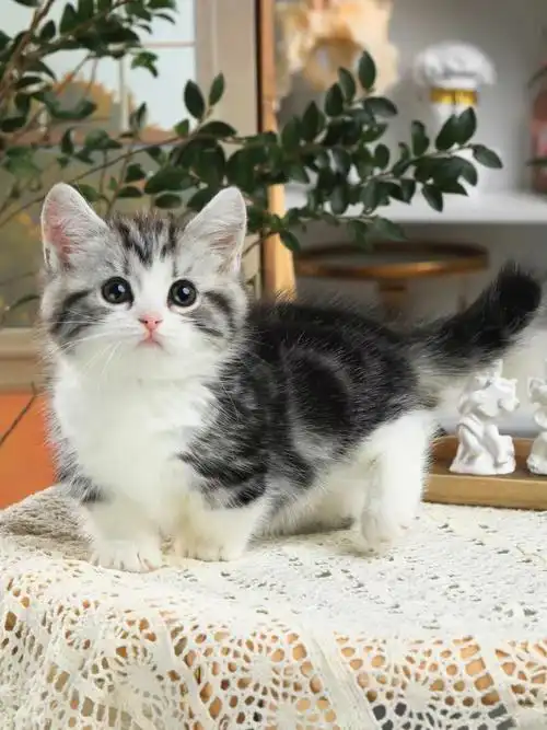 02精品矮脚起司妹妹