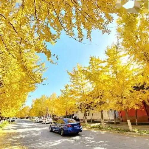 拒绝拥挤打卡1200米的银杏大道随你拍拍拍