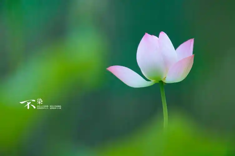 【不染】几张荷花