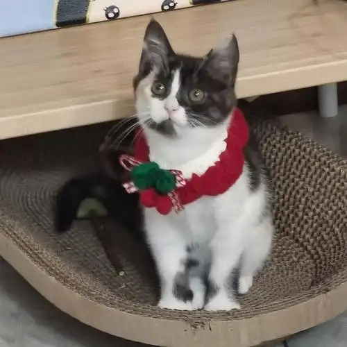 来秀一下我家小串串狸花串银渐层颜色很温柔2岁了