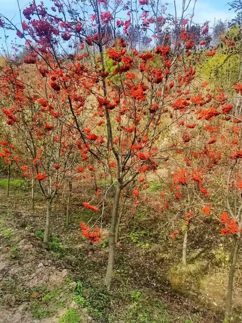 园林绿化 #金牌苗木人 - 抖音