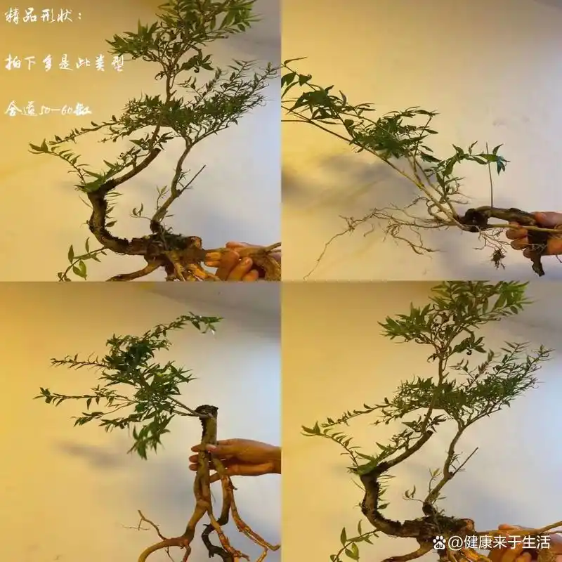 水杨梅盆景:绿意盎然的居家小森林,养护秘籍大公开!