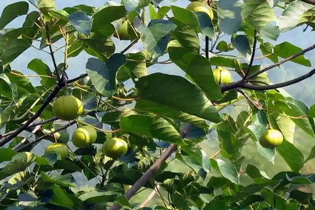 抗战初期,美方要求中国用桐油抵债,70吨就能换一架战斗机