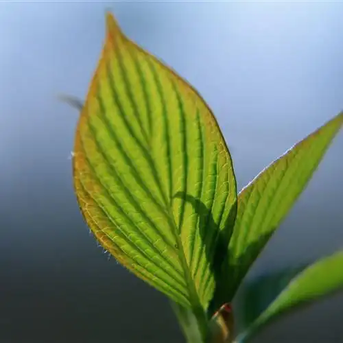 淡绿色唯美小清新头像,绿色的各种树叶太美了