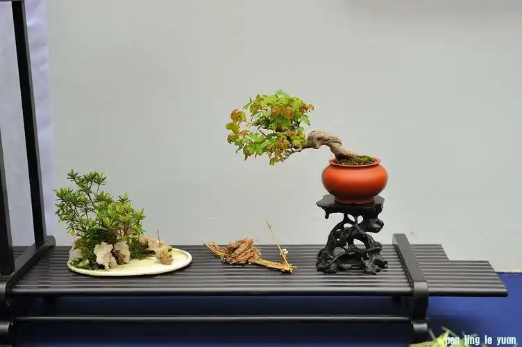 论坛 69 乐园纪实((documentary) 69 首届网络会员小品盆景精品展