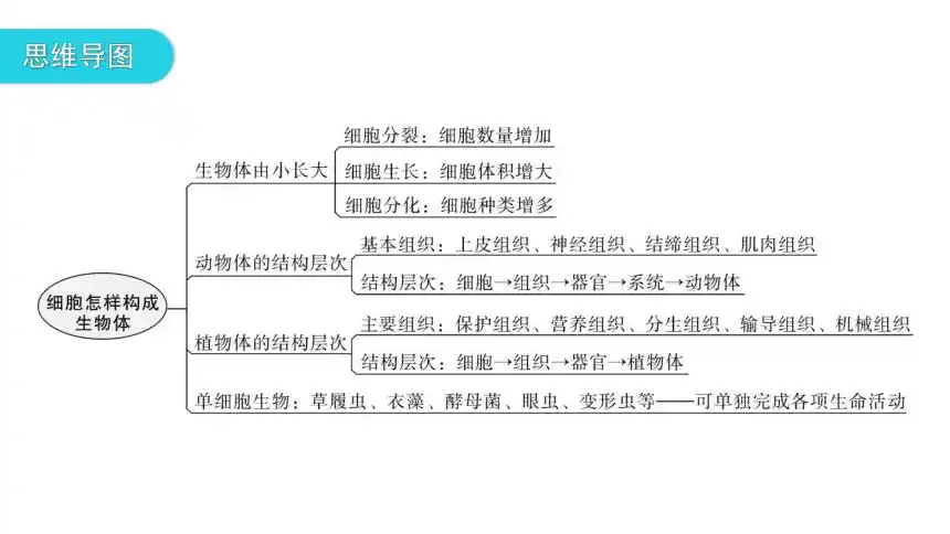 人教版生物七年级上册第二单元生物体的结构层次章末总结2课件共21张