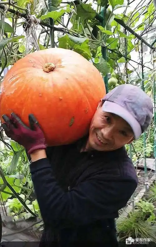 的冬瓜,倭瓜,南瓜基础上,今年试种了僧帽瓜,天鹅瓜,飞碟瓜,黄皮笋瓜