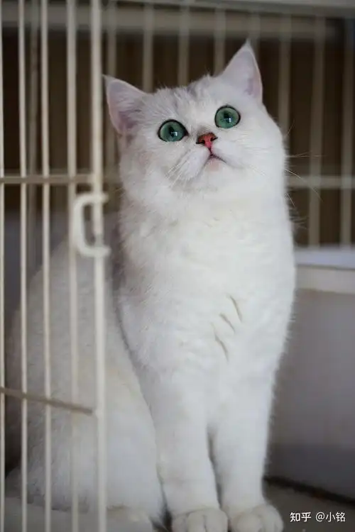 这是啥品种的猫银渐层吗