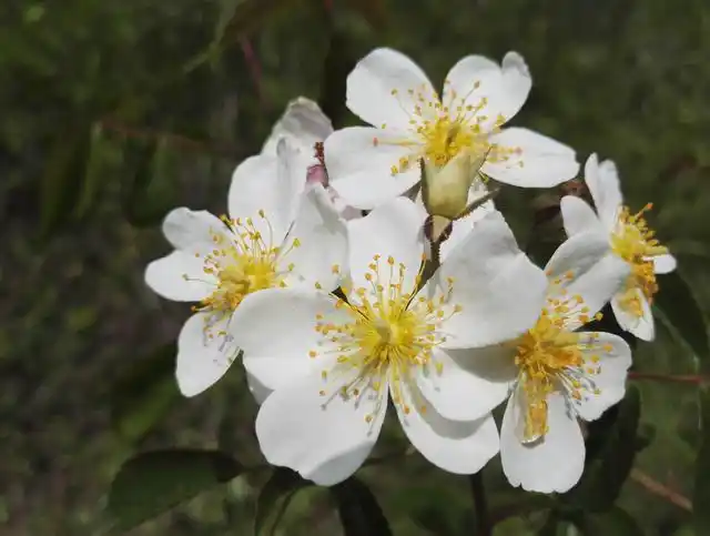 野生"白刺玫",花香四溢扑鼻!