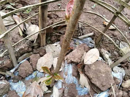 车厘子树苗已经发芽了