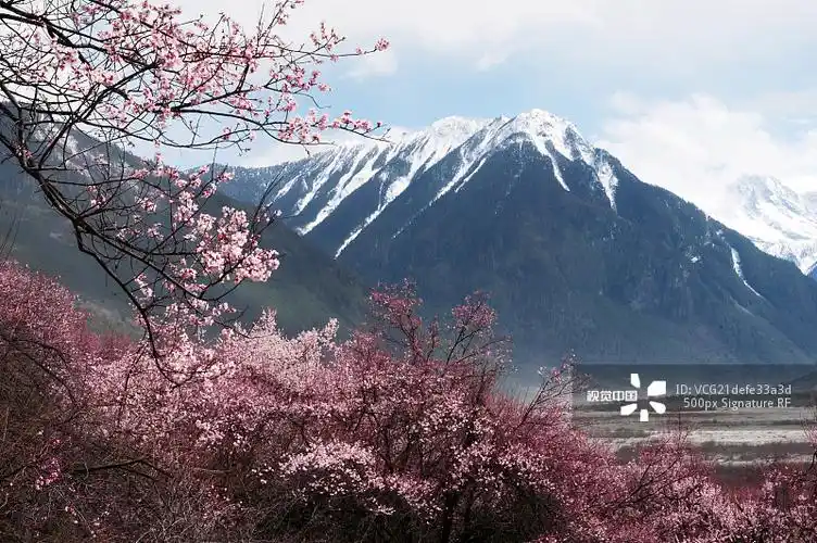西藏林芝的雪山桃花