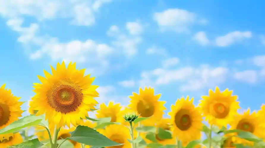 向日葵花朵清新美好希望鲜花花束向日葵蓝天白云背景唯美壁纸