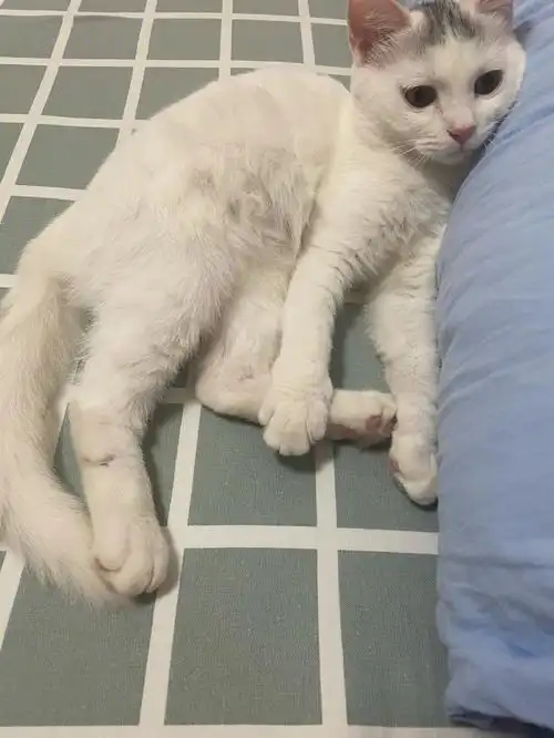 别人给的,走几步路就坐下,这样是不是软骨病啊#折耳猫软骨病