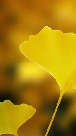 银杏叶唯美文案和壁纸.你从银杏里走来,走进了我心里.#今日文 - 抖音