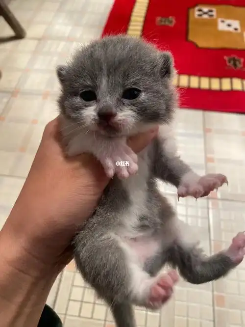 蓝白母猫422无锡地区江阴也可