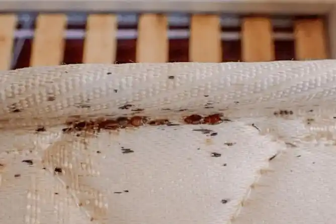 澳女睡醒后浑身被咬伤!结果床上长满虱子?专家给出办法!