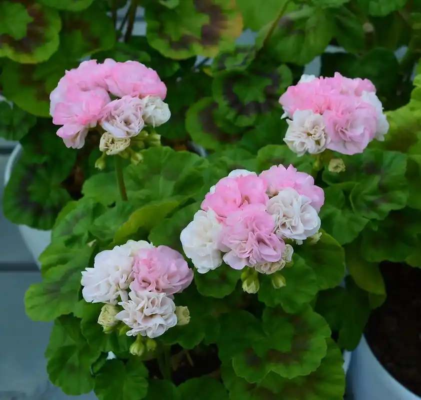 兽系天竺葵94天竺葵届的美貌天花板 94阳台花园的王者82花期长