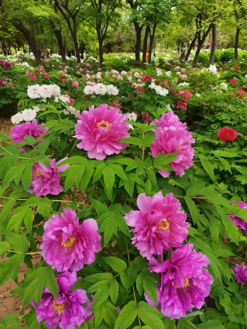 国花牡丹.人间四月天,牡丹花开甲天下! #洛阳牡丹甲天下 - 抖音