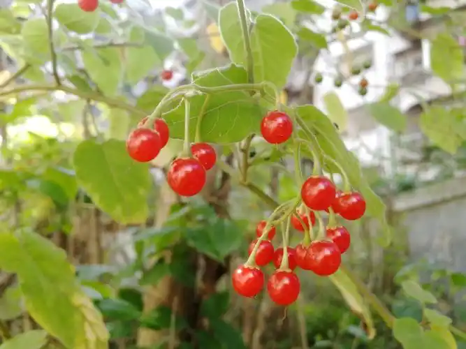 白英,一种中药材