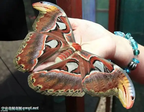 世界上最大的蛾类乌桕大蚕蛾入侵宿舍-奇闻录