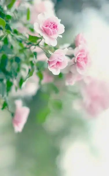 淡淡的花香小清新图片|小清新-芒果唯美图片(www.mangowed.com)