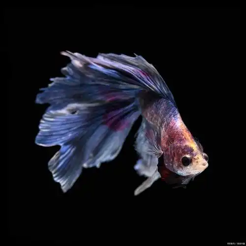 马尾斗鱼分辨公母:专家教你轻松辨别雌雄
