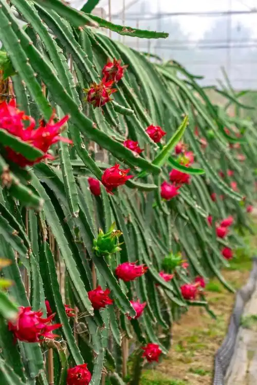 约一个呗～温江这个果园摘火龙果啦→