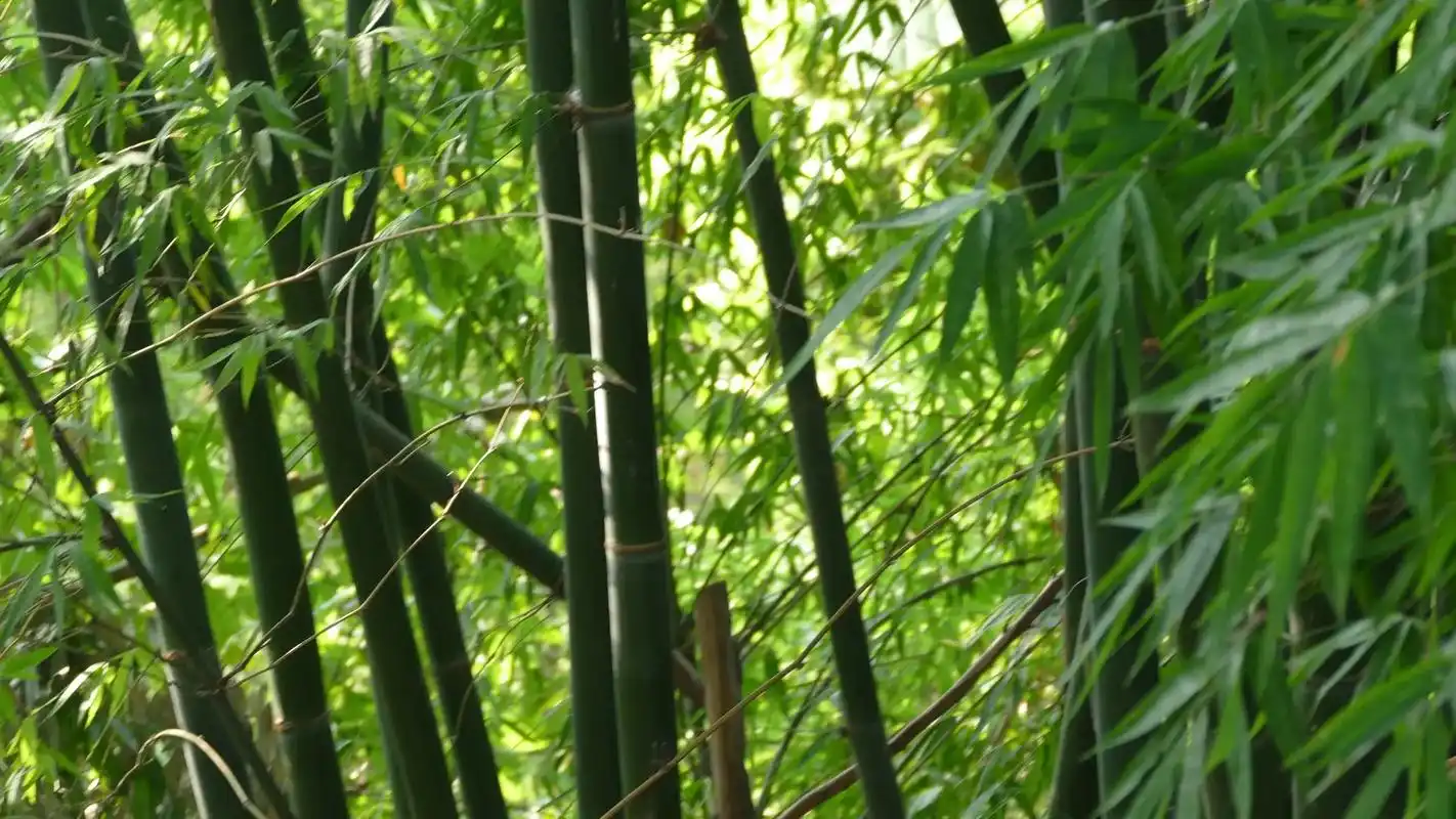 竹子#竹林#摄影 #随手一拍都是美景 #最美乡村风景  - 抖音