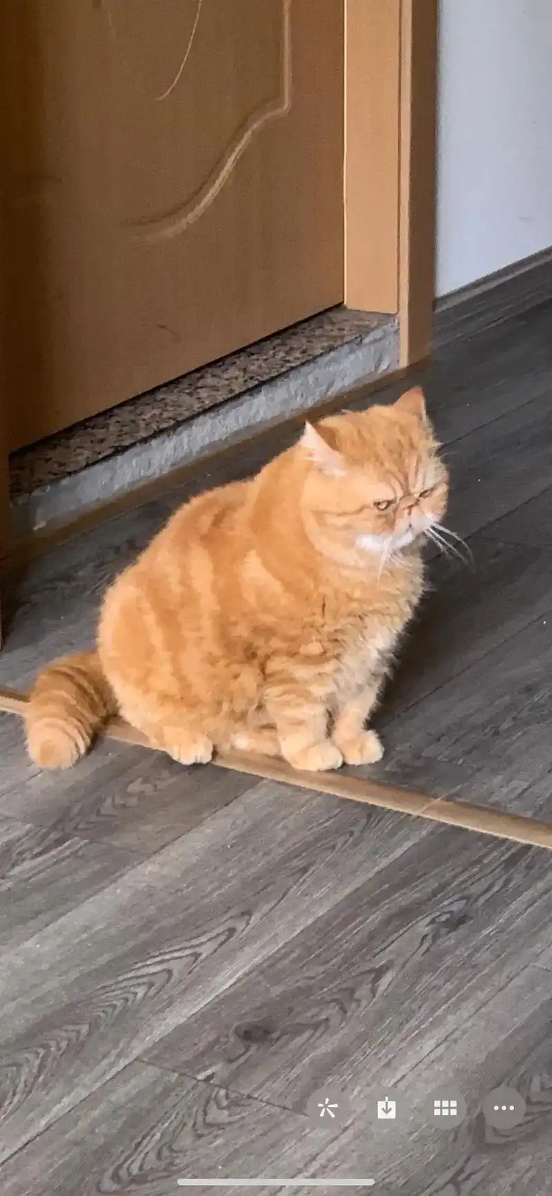 评论区看看 你们的猫#加菲猫 - 抖音