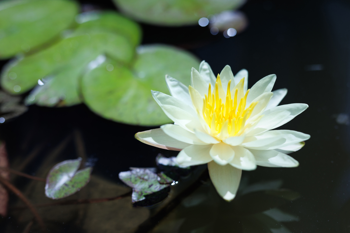 真是太美了,世界各国的国花,你喜欢哪一种?