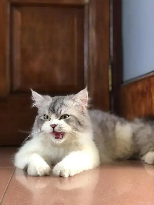 英短银渐层:猫中贵族,魅力难挡