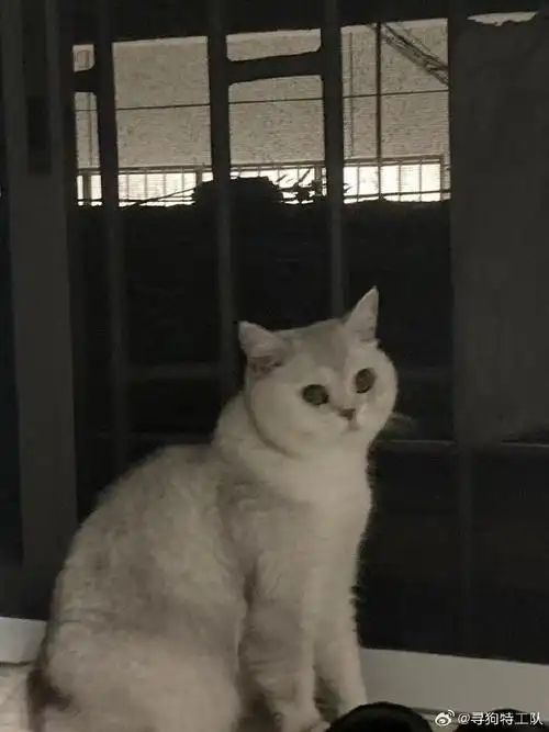 海口寻猫#5岁英短银渐层妹妹,名叫尿尿.