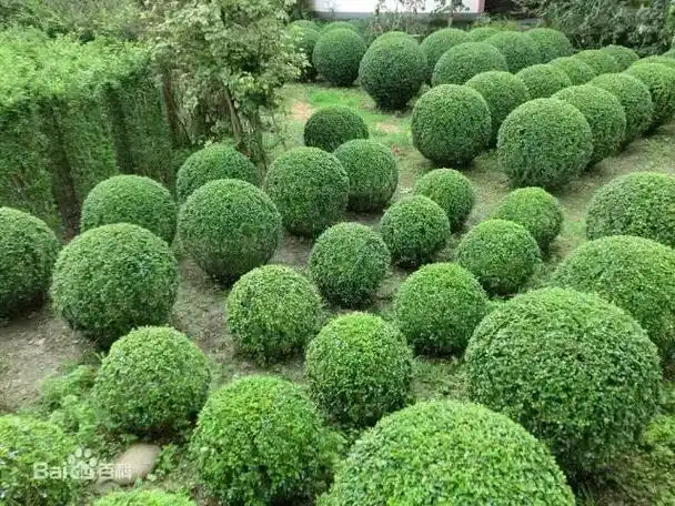 冬青树种类,七大品种特性鲜明(冬青树有几个品种求图片)