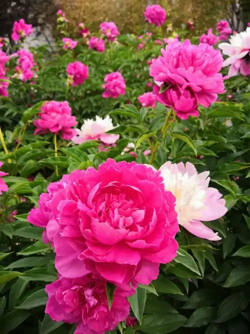 2019.5园中牡丹花风景图片