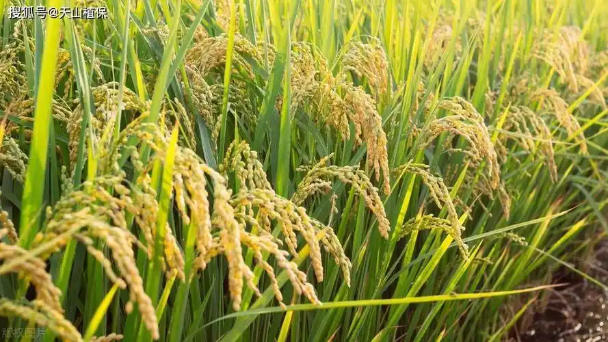 袁隆平超级水稻是不是转基因_食品_技术_影响