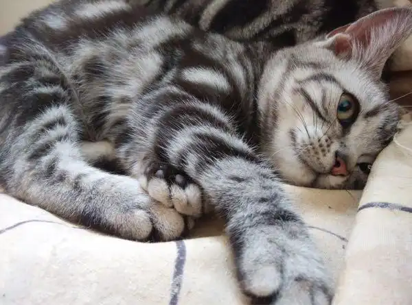 美短成年猫求爱心领养(已领养)