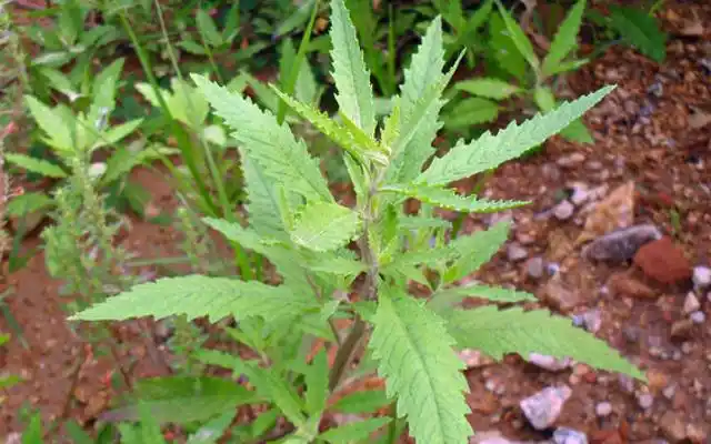 这种植物蛇见了就跑人称驱蛇草当今好珍贵