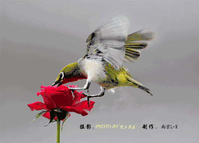 400_288gif 动态图 动图