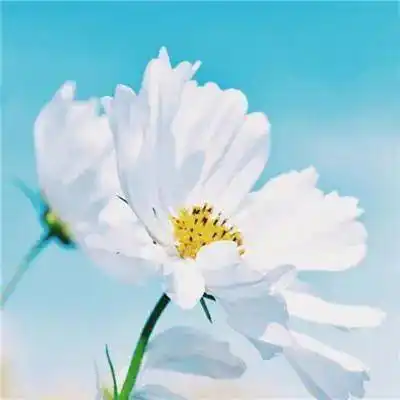 微信头像会带来好运的花朵头像