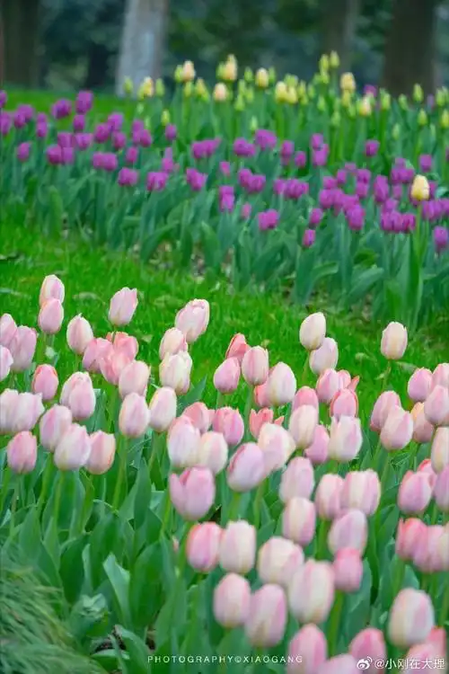 郁金香是春日的代名词##春日cityhappy计划##最春天的照片