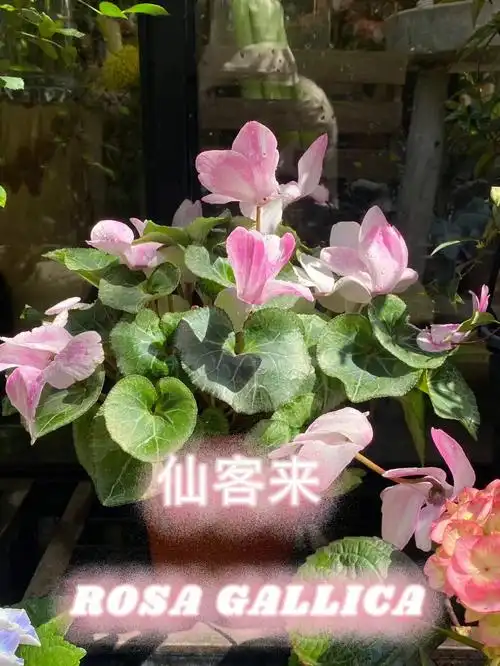 仙客来仙气飘飘的兔子小姐