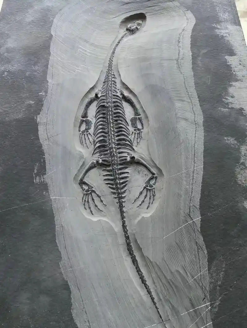 贵州龙化石,三叠纪晚期,是亚洲第一次发现的原始鳍龙类生物,生 - 抖音