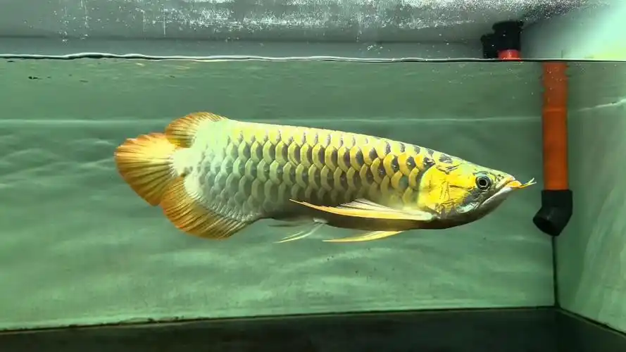 龙鱼掉眼矫正恢复,印尼红龙鱼早期掉眼封缸