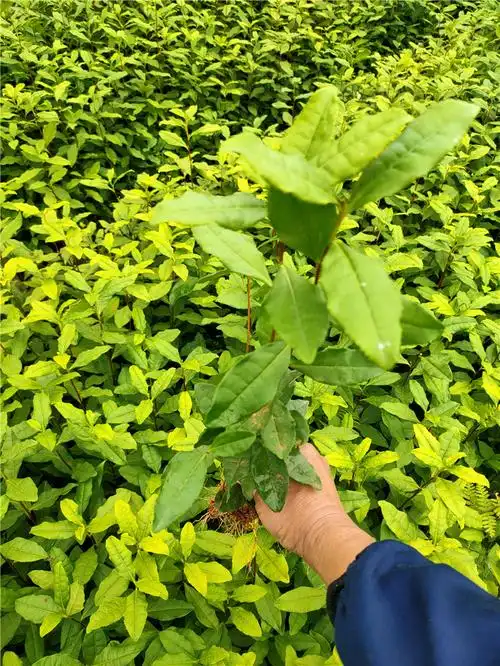 中黄一号茶苗 (11)