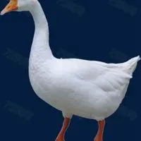 大白鹅可爱头像图片点击鼠标右键下载