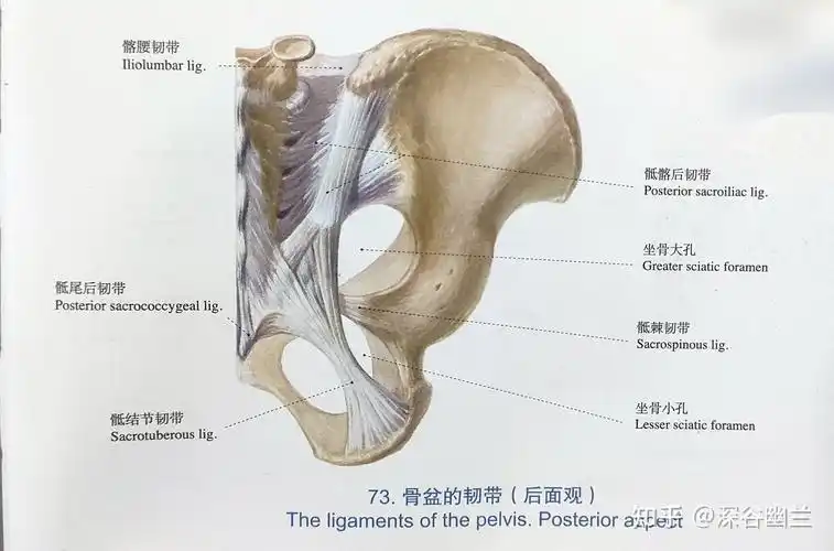 311,腰俞(yao shu)在底部前后正中线上,是对骶管裂孔.